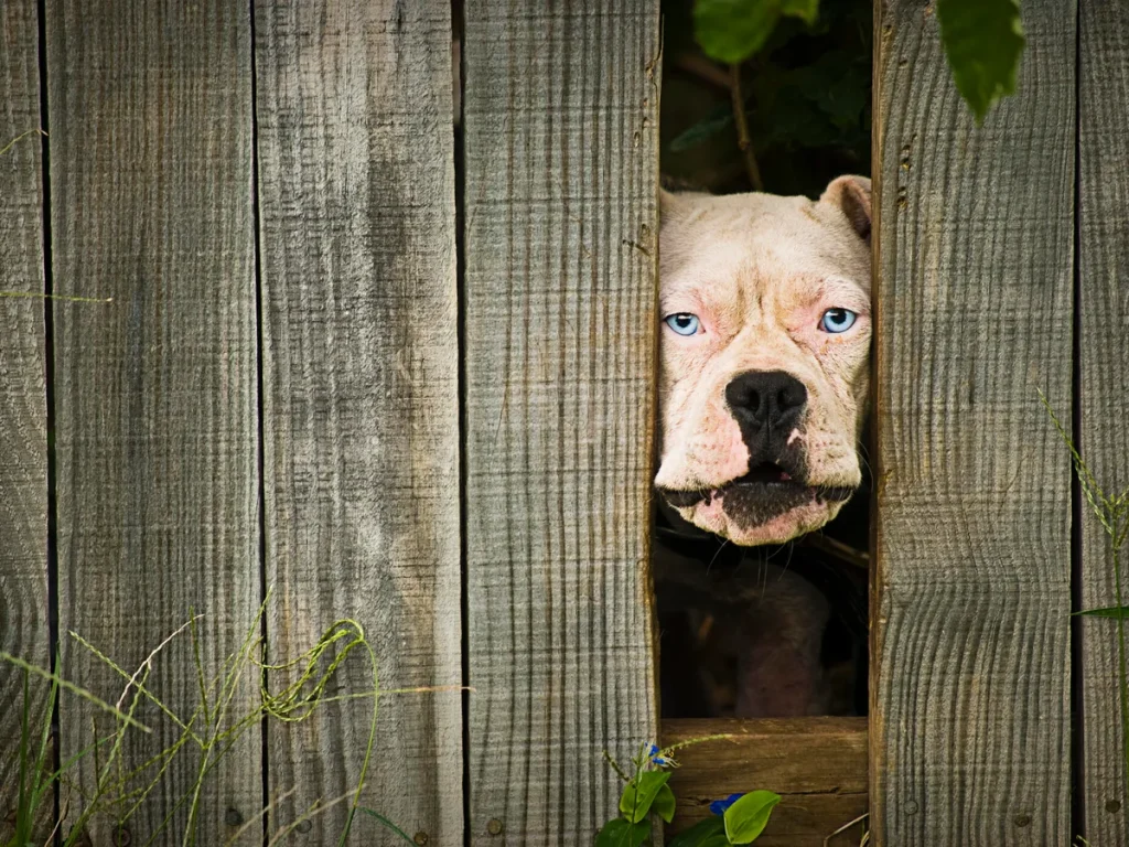 Will Your Dog Protect Your Home — Truths Revealed